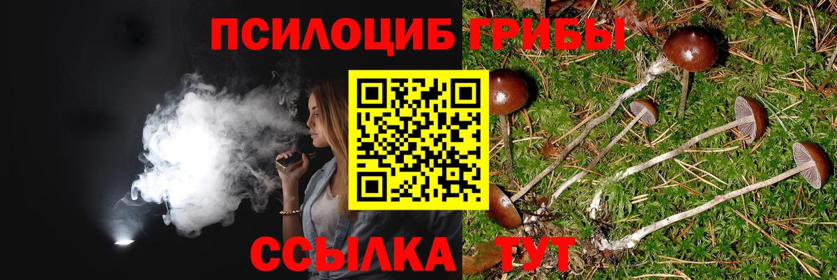 Тосно  Псилоцибиновые грибы Magic Shrooms  Вход с VPN  Псилоцибиновые грибы Psilocybe 